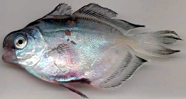 Psenes pellucidus_02.jpg